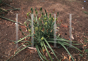 Picture of Albuca canadensis 