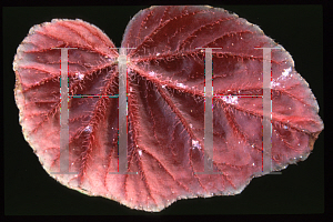 Picture of Begonia spp. 