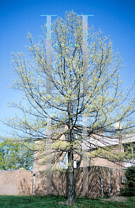 Picture of Acer saccharinum 