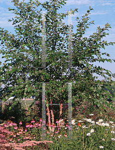 Picture of Betula nigra 