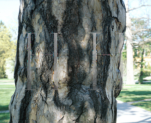 Picture of Pinus nigra 