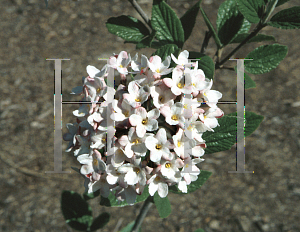 Picture of Viburnum x juddii 