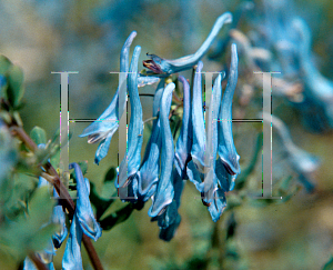 Picture of Corydalis flexuosa 'China Blue'