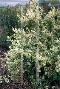 Picture of Polygonum virginianum 'Variegatum'