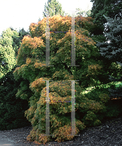 Picture of Acer palmatum (Dissectum Group) 'Dissectum'