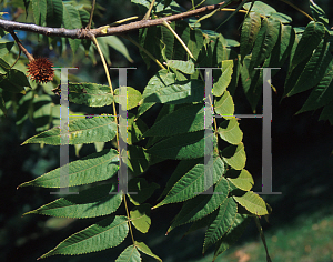 Picture of Platycarya strobilacea 