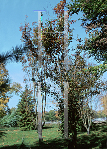Picture of Photinia beauverdiana 