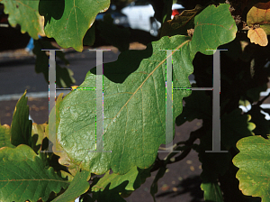 Picture of Quercus dentata 