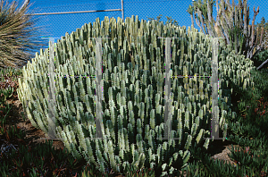 Picture of Euphorbia resinifera 