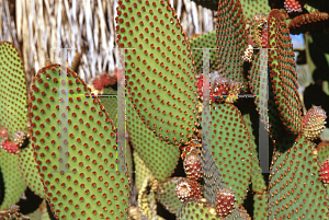 Picture of Opuntia microdasys 