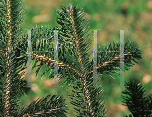 Picture of Abies cephalonica 