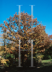 Picture of Quercus dentata 