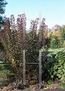 Picture of Cotinus coggygria 'Royal Purple'