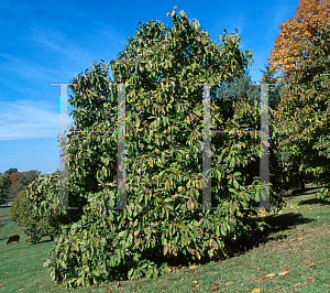 Picture of Magnolia x brooklynensis 'Evamaria'