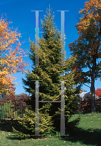 Picture of Picea orientalis 'Aurea'