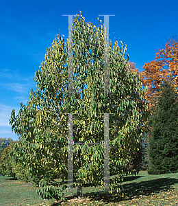 Picture of Magnolia zenii 