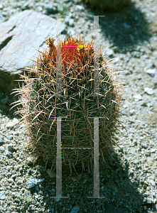 Picture of Ferocactus gracilis 