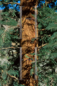 Picture of Acacia gerrardii 
