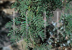 Picture of Prosopis glandulosa var. torreyana 