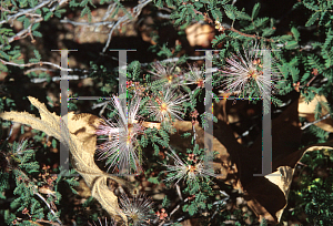 Picture of Calliandra eriophylla 