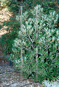 Picture of Lithocarpus densiflorus var. echinoides 