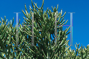 Picture of Euphorbia tirucalli 
