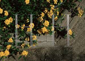 Picture of Lantana x 'Trailing Gold'