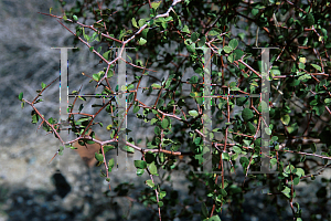 Picture of Prunus fremontii 