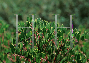 Picture of Arctostaphylos densiflora 'Howard McMinn'