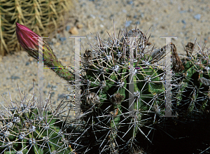 Picture of Echinopsis oxygona 