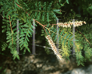 Picture of Mimosa dysocarpa 