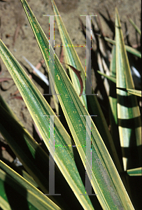 Picture of Yucca aloifolia 'Marginata'