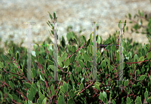 Picture of Arctostaphylos hookeri 'Buxifolia'