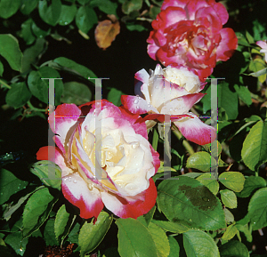 Picture of Rosa  'Double Delight'