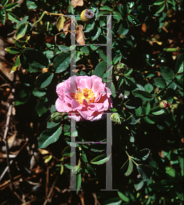 Picture of Rosa  'Sachet'