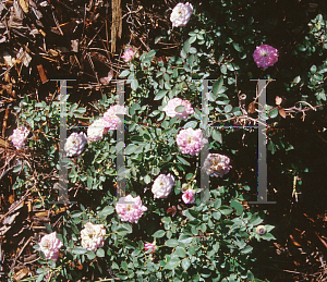 Picture of Rosa  'Janna'