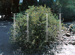 Picture of Simmondsia chinensis 