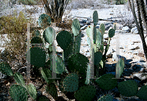 Picture of Opuntia phaeacantha 