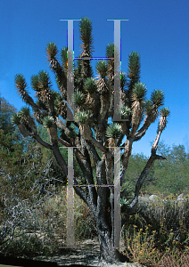 Picture of Yucca brevifolia var. jaegerana 