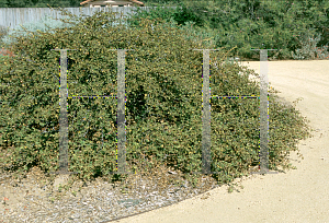 Picture of Fremontodendron californicum 