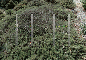 Picture of Artemisia californica 'Canyon Gray'