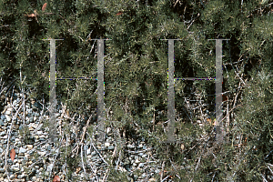 Picture of Artemisia californica 'Canyon Gray'