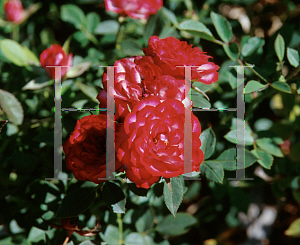 Picture of Rosa  'Boomerang'