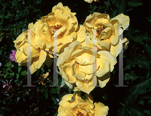 Picture of Rosa  'Graceland'