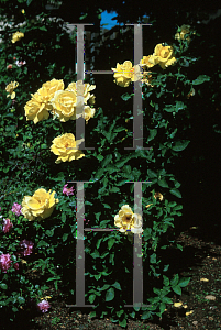 Picture of Rosa  'Graceland'