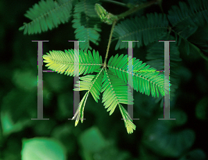 Picture of Mimosa pudica 