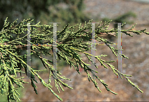 Picture of Juniperus californica 