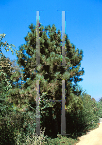 Picture of Pinus jeffreyi 