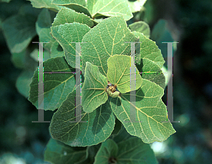 Picture of Dombeya spectabilis 