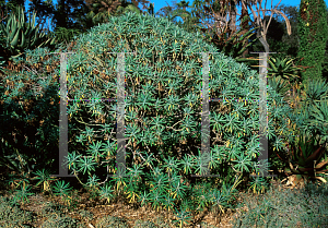 Picture of Euphorbia lambii 